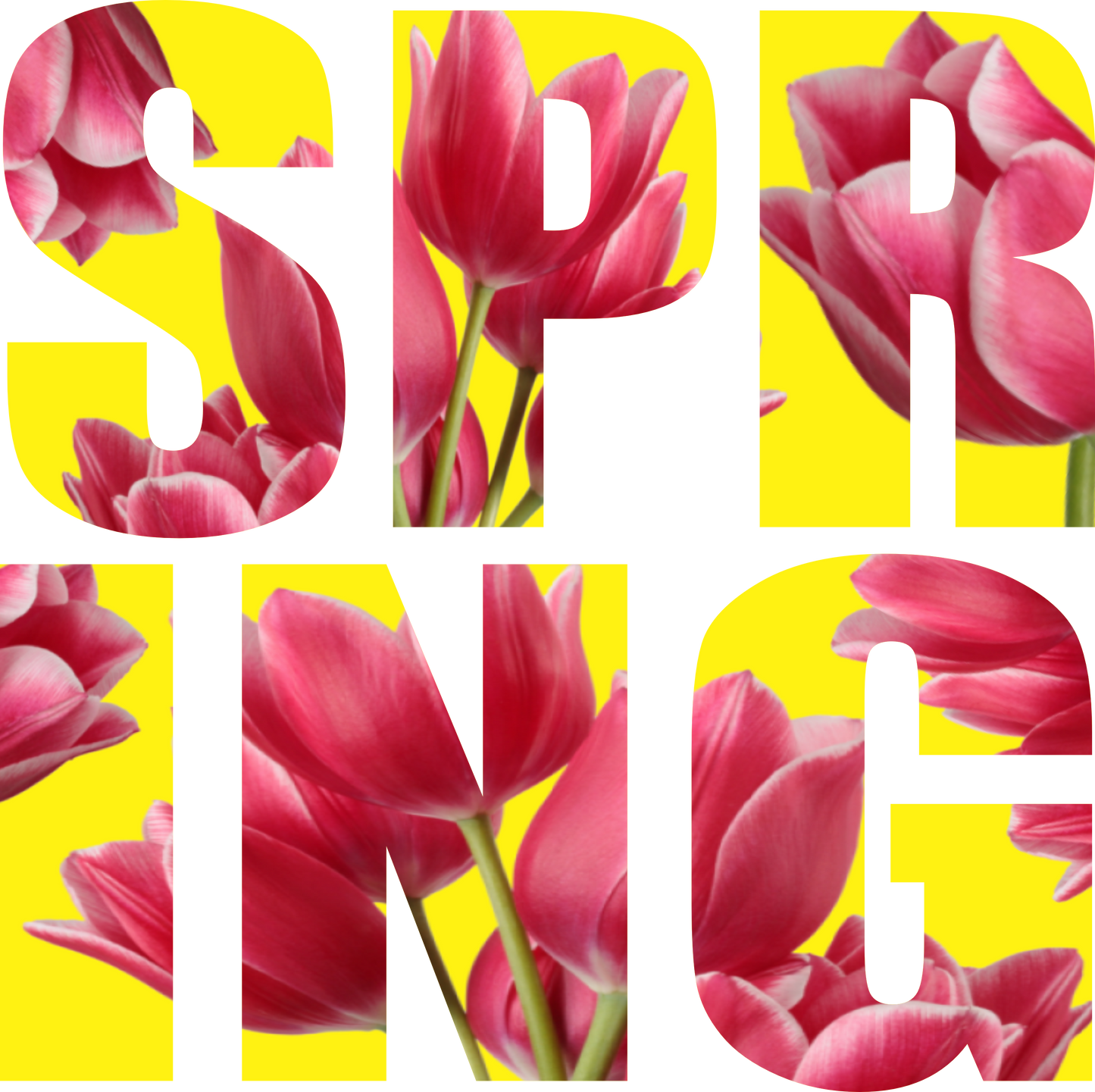 SEF 25 - SPRING TULIPS